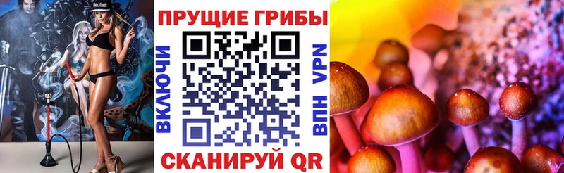 дарнет шоп  Яранск  Псилоцибиновые грибы мицелий 